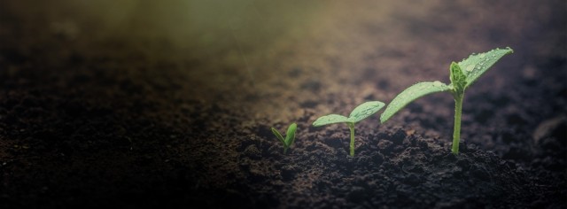 Three sprouts coming out of soil