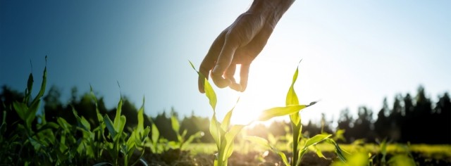 A hand touching new growth on a farm