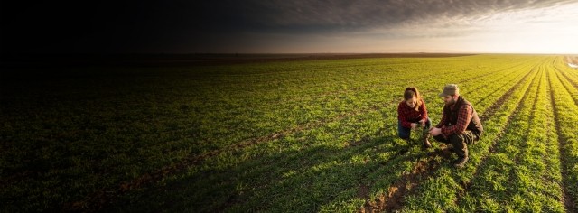 Two people inspecting crops